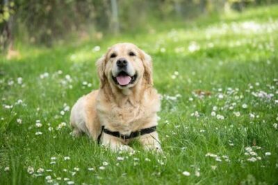 Pet Insurance 101: Is It Worth the Monthly Premium?